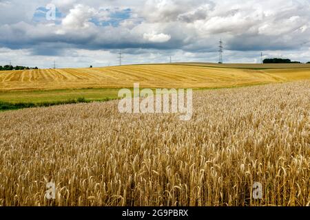 Roggenfelder Stockfoto