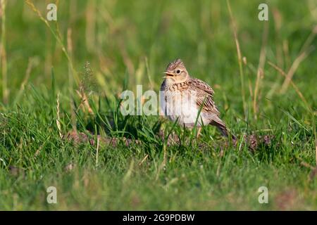 Skylark-Alauda arvensis im Lied. Stockfoto