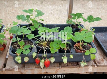 Selbst angebaute Erdbeeren, die in Töpfen in einem Gewächshaus wachsen Stockfoto