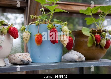 Selbst angebaute Erdbeeren, die in Töpfen in einem Gewächshaus wachsen Stockfoto