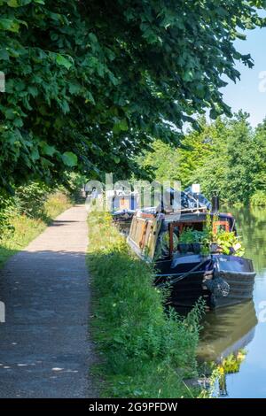 an einem Sommertag vertäuten kanalkähne oder Schmalboote auf der Schleppstrecke des bridgewater-Kanals zwischen Sale und Greater manchester. Stockfoto