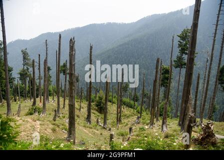 Allgemeine Ansicht der beschädigten Bäume in Bandipora. Gurez liegt entlang der LOC (Line of Control) im nördlichen Teil Kaschmirs. Das Gurez-Tal war der Schlüssel zur Seidenstraße von Europa nach Kashgar in China und Heimat des shinasprachigen Dard-Stammes, aber es war erst 2007 für die Welt geöffnet. Vor 2007 war Gurez nur während der Kolonialzeit geöffnet, als Reisende das Tal erkunden kamen. Die Kontrolllinie schneidet nun durch das idyllische Tal und trennt die Dards von ihren indo-arischen Brüdern in Gilgit, Chilas und Astore, die in Pakistan liegen. (Foto von Idrees Abbas/SOPA Images/Sipa USA) Stockfoto