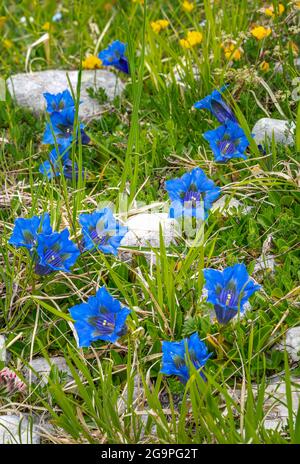 Gentianella oder Koch Gentian, Gentiana acaulis L., ist eine Pflanze, die zur Gentiana-Gattung der Gentianaceae-Familie gehört. Abruzzen, Italien, Europa Stockfoto