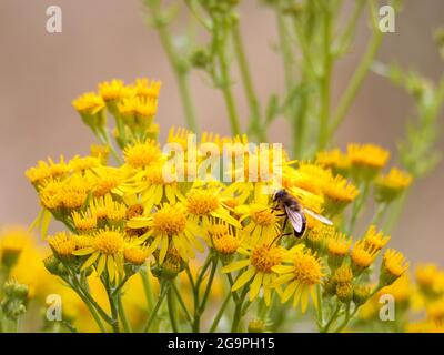 Eine einsame, gewöhnliche Drohnenfliege (Eristalis tenax), die sich bei Sommersonne von den Blüten eines gewöhnlichen Ragkrauts (Jacobaea vulgaris) ernährt. Stockfoto