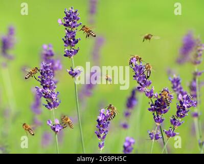 Honigbienen, apis mellifera carnica, sammeln Honig und Pollen auf Lavendelfeld, lavandula angustifolia, Nahaufnahme Stockfoto
