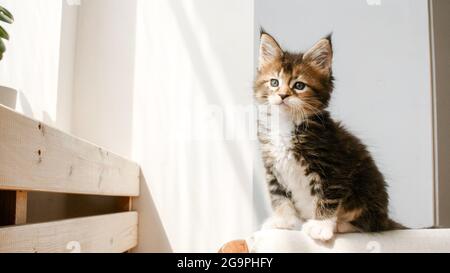 Gestreiftes graues Kätzchen kriecht auf der Rückseite des Sofas entlang. Kätzchen im Licht einer Sonne. Katzenjagd. Kätzchen bewegt sich heimlich Stockfoto