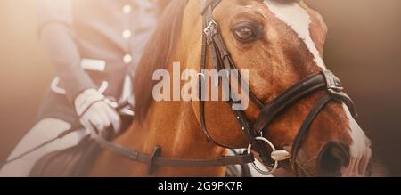 Porträt eines schönen Lorbeerpferdes mit einem weißen Fleck an der Mündung und mit einem Reiter im Sattel an einem sonnigen Tag. Reitsport. Reiten. Stockfoto