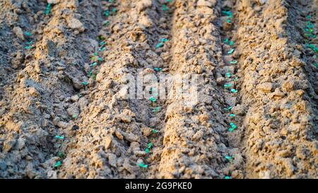 Reihen von jungen, frisch gekeimten Guarpflanzen. Frische grüne Pflanzen auf dem Feld im Frühjahr. Reihen junger Guarpflanzen Stockfoto