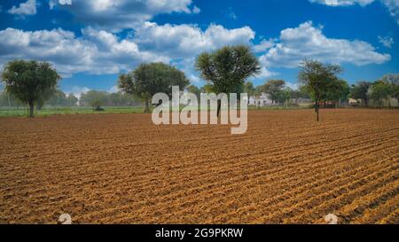 Schöne Aufnahme von Guarfeld mit bewölktem Himmel Hintergrund. Agrarlandschaft. Konzentrieren Sie sich auf Zeilen. Gemüse im Freien auf offenem Boden anbauen. Stockfoto