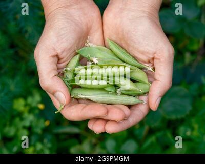 Frisch geerntete grüne Erbsen in den Händen. Nahaufnahme. Stockfoto