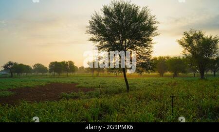 Abends geschossen, neu wachsende Bajara oder Hirse Pflanzen in einem Feld in der Nähe von jaipur, Indien. Grüne Feldlandschaft. Stockfoto