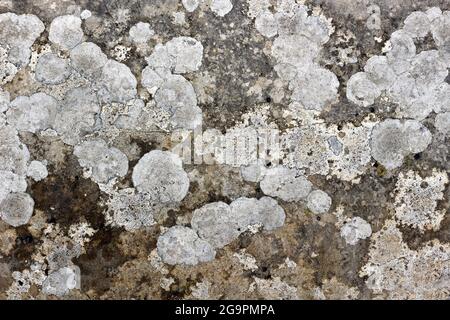Nahaufnahme von Flechtenmustern auf dem Boden Stockfoto