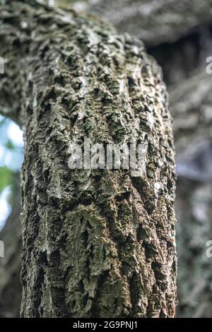 Rinde des orientalischen Bittersüßes (Celastrus orbiculatus var. orbiculatus) Stockfoto