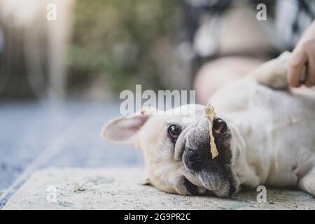 Selektive Fokusaufnahme einer französischen Bulldogge, die im Freien auf dem Boden liegt Stockfoto