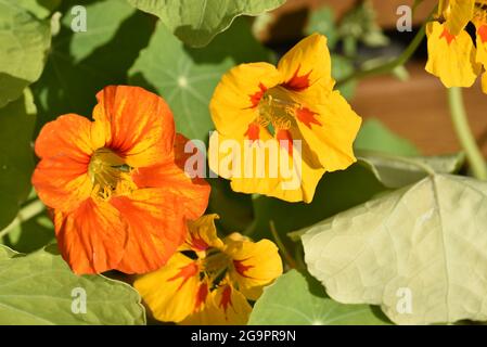 Nahaufnahme der gelben und orangen Kapuzinerblüten (Tropeolum majus) an einem sonnigen Tag in Wales im Juli Stockfoto