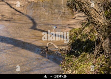 Ein Bier oder Limonade kann in den Bach geworfen werden, der halb im Sand entlang der Küste versunken ist und die Umwelt an einem hellen sonnigen Tag im Spätwinter verschmutzt Stockfoto