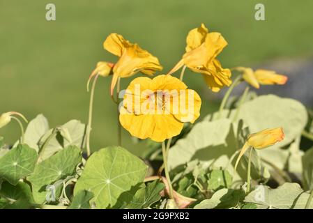 Sonnenbeschienenen Nahaufnahme der nachlaufenden Kapuzinerkresse (Tropeolum majus) Pflanze mit gelben Blüten im Juli in Großbritannien Stockfoto