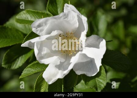 Nahaufnahme der Kamera mit Blick auf die weiße Hunderose (Rosa Canina) in der Nachmittagssonne in Mid-Wales im Sommer Stockfoto