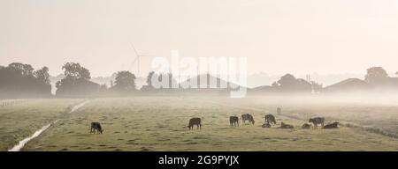 Gefleckte Kühe auf einer grünen, nebligen Morgenwiese zwischen amsterdam und utrecht in den niederlanden Stockfoto