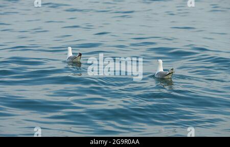 Ein paar Möwen schwimmen auf dem Wasser in der irischen See. Stockfoto