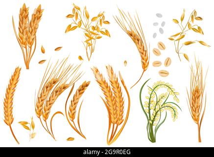Realistische Getreide Gerste, Ohren Weizen, Hafer, steigen auf weißem Hintergrund. Bio-Produkt, Landwirtschaft. 3D-Vektordarstellung. Stock Vektor