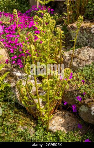 Großbritannien, England, Censhire, Congleton, Puddle Bank Lane, Farn entfaltet sich zwischen bunten Aubretia-Blumen im Frühsommer in der Gartenrandmauer Stockfoto