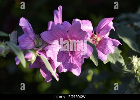 Nahaufnahme von sonnenbeschienenen, rosaroten Hollyhock-Blüten (Alcea rosea) in der Spätnachmittagssonne im Sommer in Wales Stockfoto