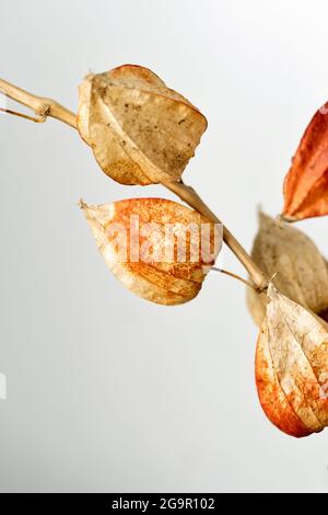 Trockene Alkekengi-Laternen. Bried blüht Physalis Stachelbeere. Heimtextilien. Handverlesener filigraner Ast. Boho Bouquet. Pädagogisches Stillleben für das Zeichnen Stockfoto