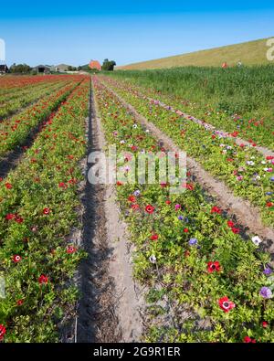 Feld von bunten Ranunculus Blumen auf der Insel texel in den niederlanden unter blauem Himmel Stockfoto