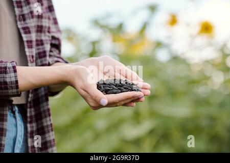 Reife Brünette weiblich in Beanie und Casualwear unter frischen Sonnenblumen Samen aus der Hand der jungen blonden Frau im Hemd in Ländliche Umgebung Stockfoto