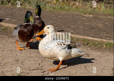 Leukistische weibliche Stockente mit teilweisem Pigmentverlust mit einer männlichen drake-Stockente Stockfoto