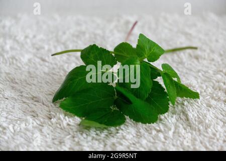 Boden Holunder Pflanze auf dem weißen Hintergrund isoliert. Stockfoto