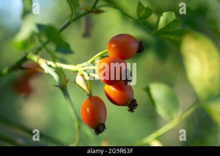 Hagebutte auf dem Baum in der Natur. Stockfoto