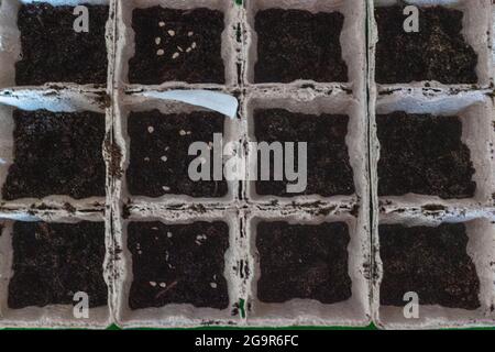 Kleine Plats wachsen in Karton in schwarzem Boden. Brechen Sie den biologisch abbaubaren Papierbecher ab und Pflanzen Sie im Freien in Erde. Flache Lay-Ansicht Stockfoto