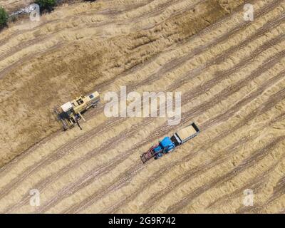 Drone-Ansicht von oben eines gelben Mähdreschers bei der Ernte eines Getreidefeldes und eines blauen Traktors, Traktors mit Anhänger Stockfoto