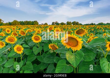 Sonnenblume über wolkig blauem Himmel. Feld der blühenden Sonnenblumen. Stockfoto