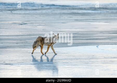 Coyote (Canis Latrans) heult im Winter auf dem gefrorenen schneebedeckten und eisigen Flussufer im Jasper National Park, Alberta, Kanada Stockfoto