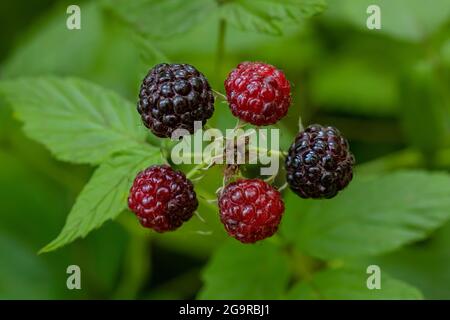 Schwarze Himbeere, Rubus occidentalis, wild wachsend in Battle Creek, Michigan, USA Stockfoto