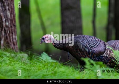 Wild Turkey, Meleagris gallopavo, in einem Laubwald im Zentrum von Michigan, USA Stockfoto