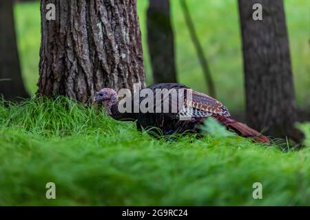 Wild Turkey, Meleagris gallopavo, in einem Laubwald im Zentrum von Michigan, USA Stockfoto