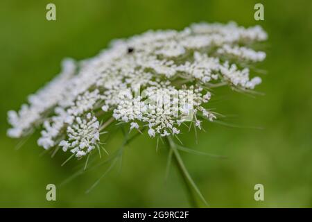 Queen Anne's Lace, Daucus carota, blüht auf einer Wiese im Grand River Community Park in der Nähe von Lansing, Michigan, USA Stockfoto