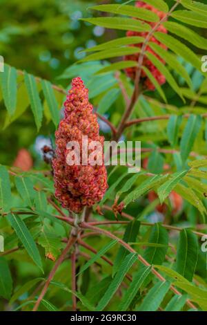 Staghorn Sumac, Rhus typhina, entlang einer Hecke im Grand River Community Park in der Nähe von Lansing, Michigan, USA Stockfoto