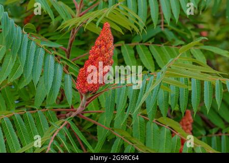 Staghorn Sumac, Rhus typhina, entlang einer Hecke im Grand River Community Park in der Nähe von Lansing, Michigan, USA Stockfoto