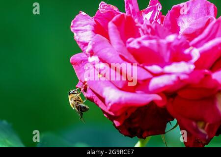 Eine Biene thronte auf einer bestäubenden Rose Stockfoto