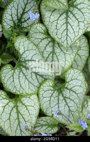 Herzförmige Blätter von Brunnera macrophylla 'Jack Frost' sibirischer Glanz in einer Gartengrenze im Frühjahr in Großbritannien Stockfoto