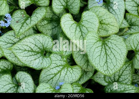 Brunnera macrophylla 'Jack Frost' Sibirischer Blütenglanz in Blüte an einer Gartengrenze im Frühjahr in Großbritannien Stockfoto