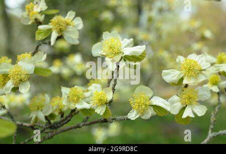 Parrotiopsis jacquemontiana. Blüten des kleinen Himalaya-Hasel-Baumes, der zur Familie der Hamamelis gehört, im Frühjahr. Stockfoto