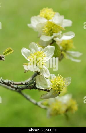 Parrotiopsis jacquemontiana. Blüten des kleinen Himalaya-Hasel-Baumes, der zur Familie der Hamamelis gehört, im Frühjahr. Stockfoto