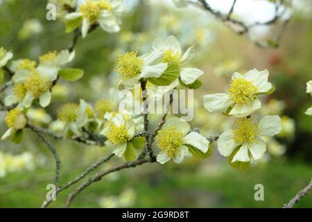 Parrotiopsis jacquemontiana. Blüten des kleinen Himalaya-Hasel-Baumes, der zur Familie der Hamamelis gehört, im Frühjahr. Stockfoto