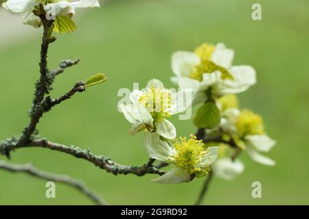 Parrotiopsis jacquemontiana. Blüten des kleinen Himalaya-Hasel-Baumes, der zur Familie der Hamamelis gehört, im Frühjahr. Stockfoto